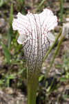 Crimson pitcherplant